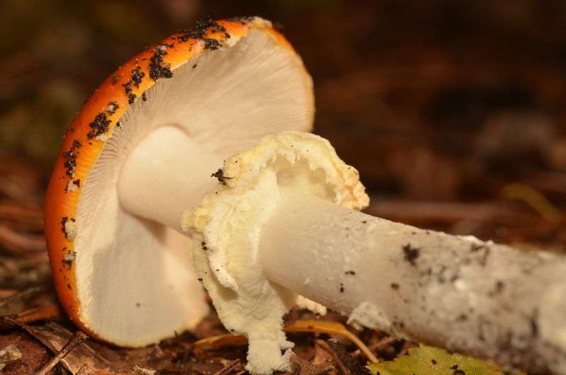 Amanita muscaria var.aureola X (10).JPG