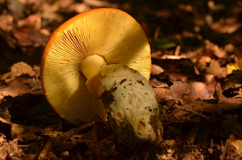 Amanita caesarea (61).JPG