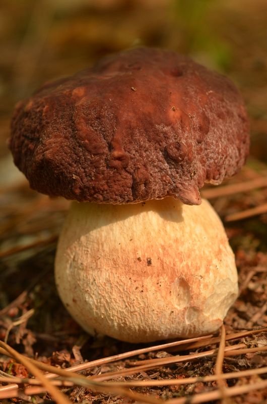 Boletus pinophilus.JPG