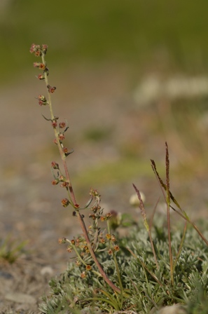 Artemisia borealis Pall.