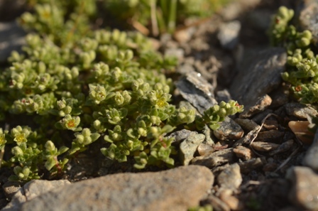 Herniaria alpina Chaix