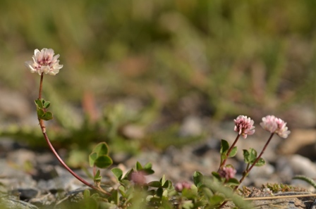 Trifolium pallescens Schreb.