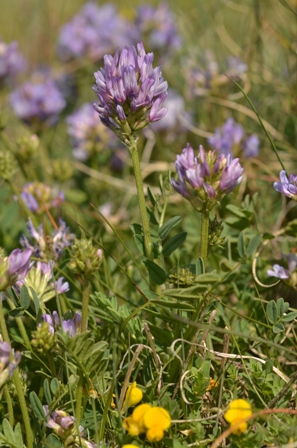 Astragalus leontinus Wulfen