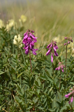 Hedysarum hedysaroides (L.) Schinz &amp; Thell.