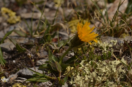 Crepis rhaetica Hegetschw.