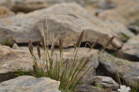 Trisetum spicatum subsp. ovatipaniculatum Hultén ex Jonsell