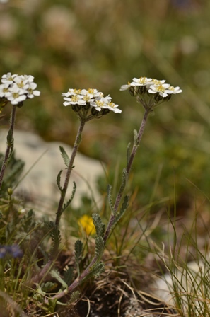 Achillea nana L. x Achillea erba-rotta L. (4).JPG