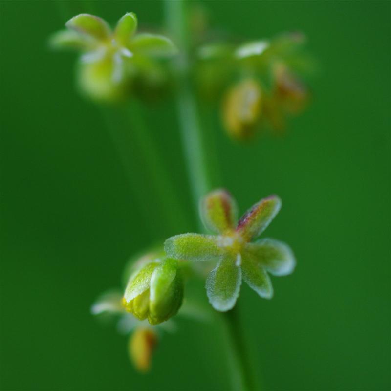 Fleur en gros plan