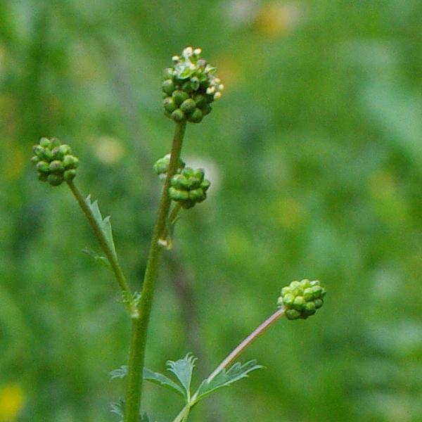 Inflorescence