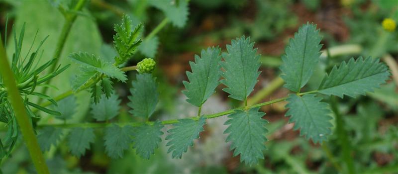 Jeune inflorescence