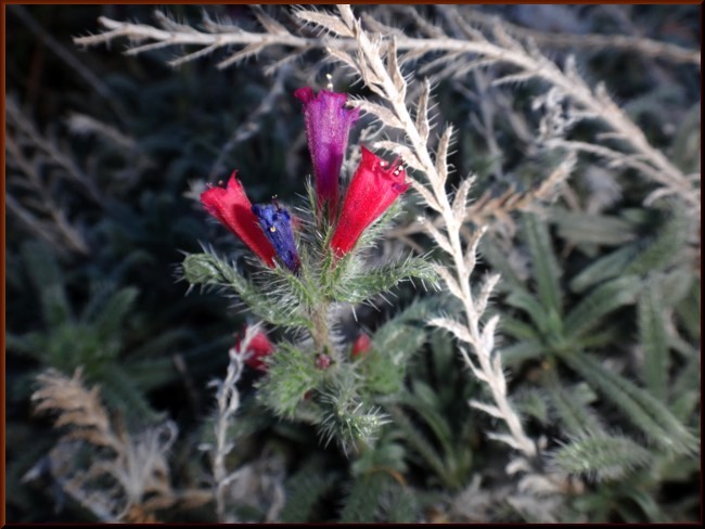 04-Echium horridum (Boraginaceae).JPG