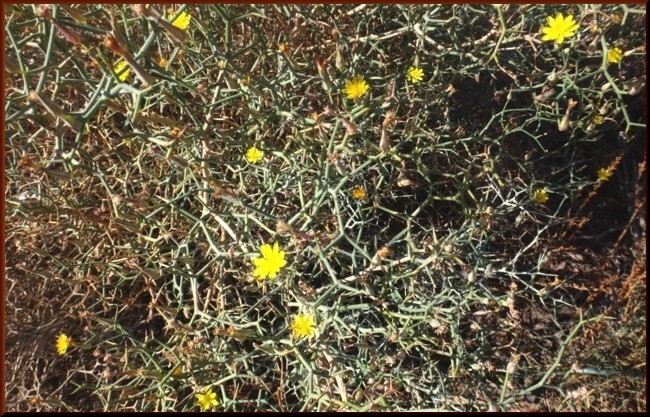 06-Launaea arborescens (Asteraceae).JPG