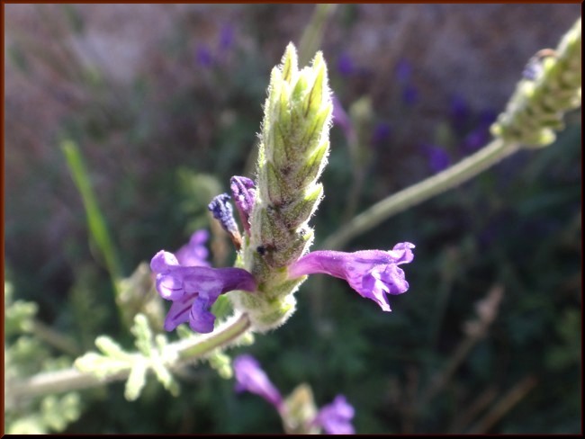 07-Lavandula mairei (Lamiaceae).JPG