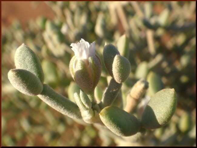 09-Tetraena gaetula (Zygophyllaceae).JPG