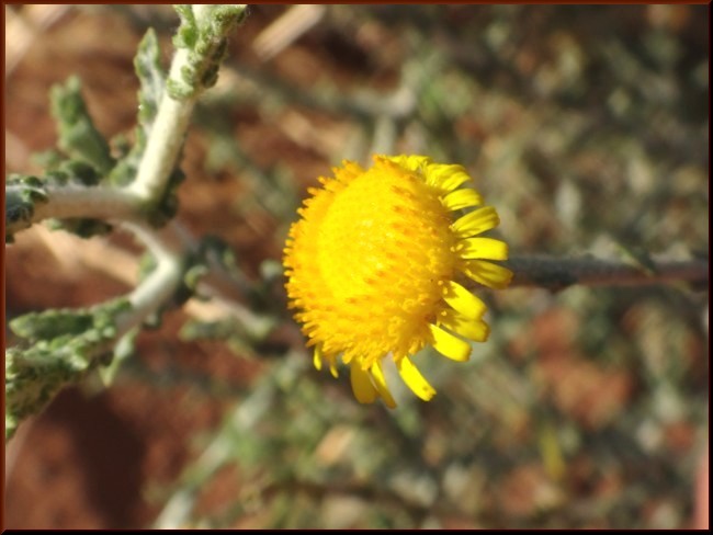 13-Pulicaria undulata (Asteraceae).JPG