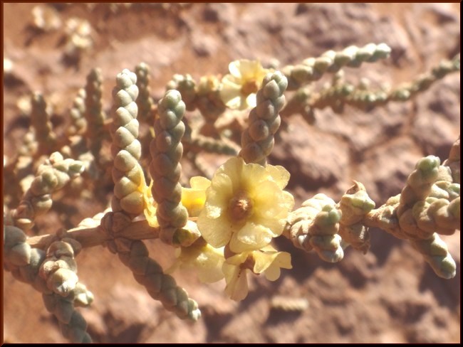 14-Salsola tetragona (Amaranthaceae).JPG