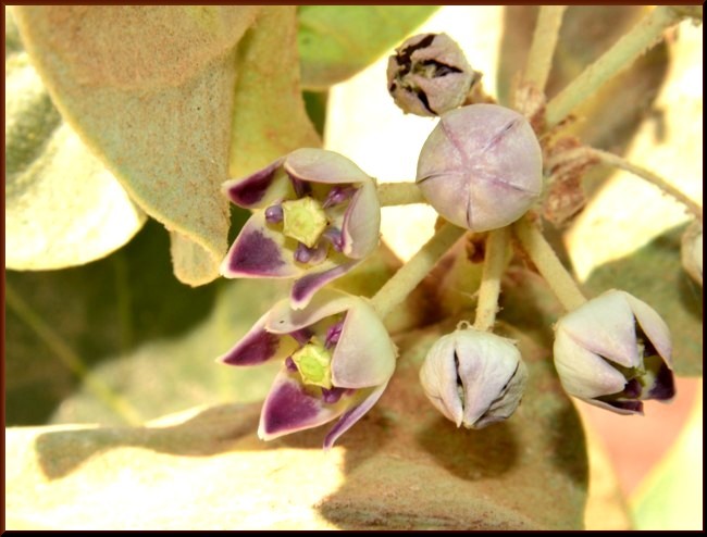 15-Calotropis procera (Apocynaceae).JPG