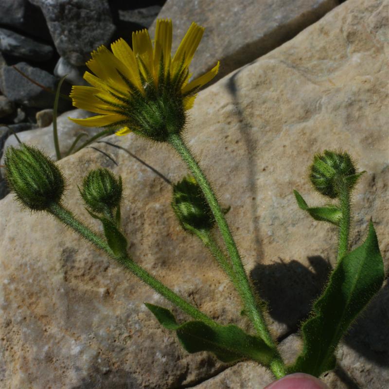 Inflorescence