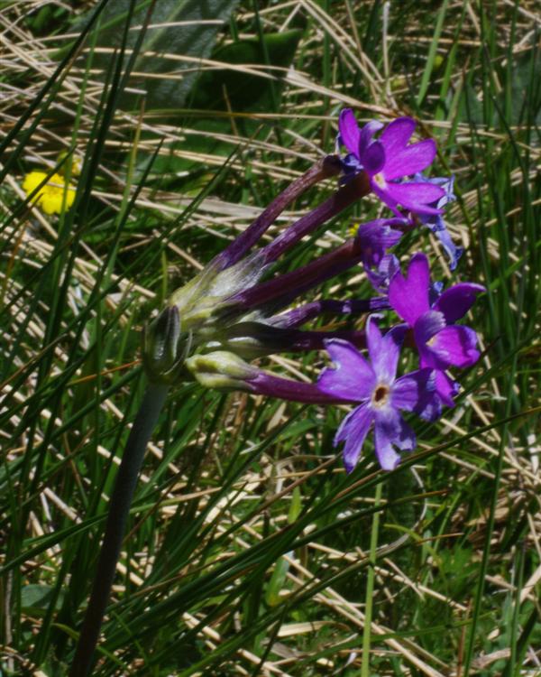 Primula halleri.jpg