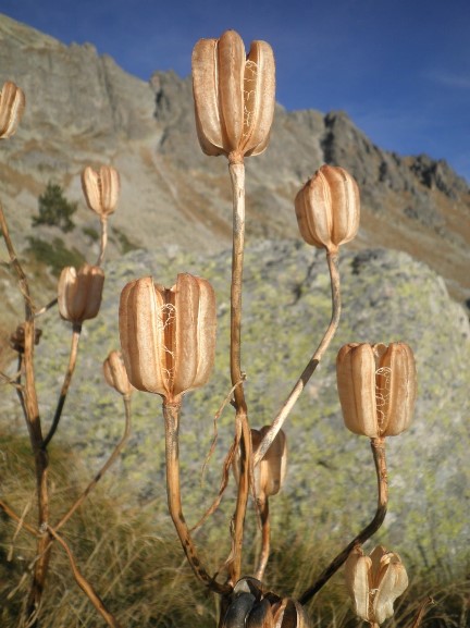 Lilium pyrenaicum.jpg