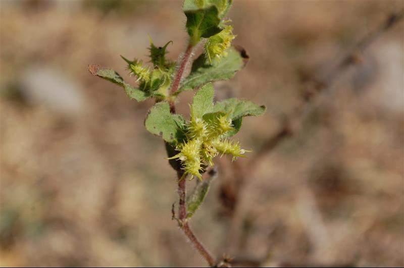 Acanthospermum hispidum (7)_resized.JPG