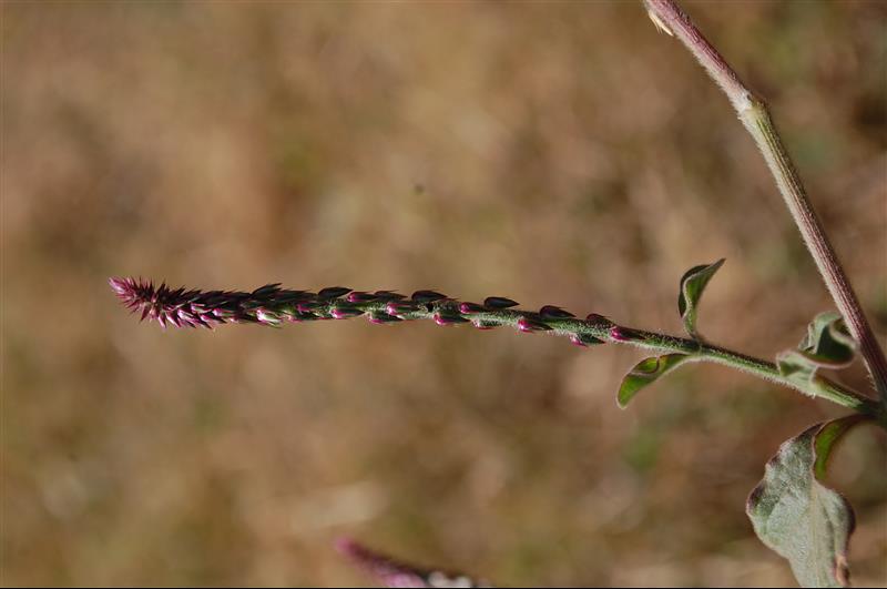 Achyranthes aspera (4)_resized.JPG