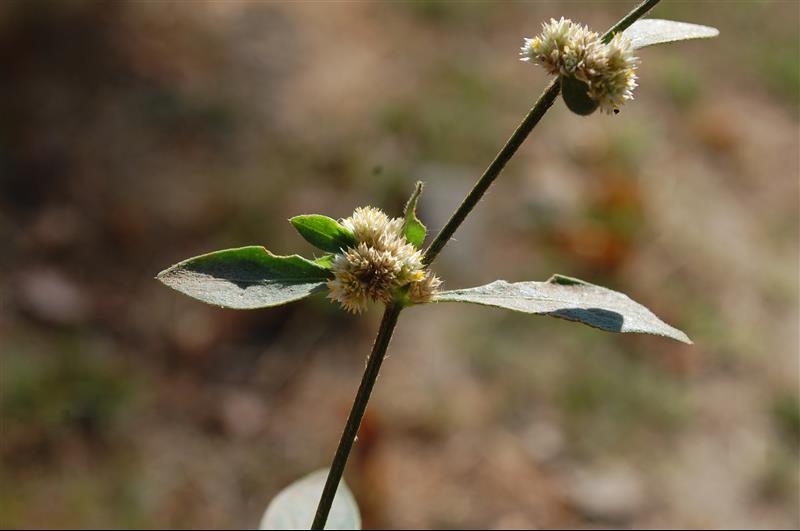 Alternanthera paronychioides (2)_resized.JPG