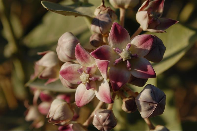 Calotropis procera (6)_resized.JPG