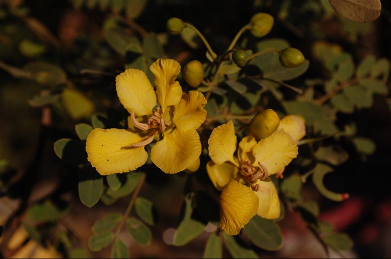 Cassia auriculata (9)_resized.JPG