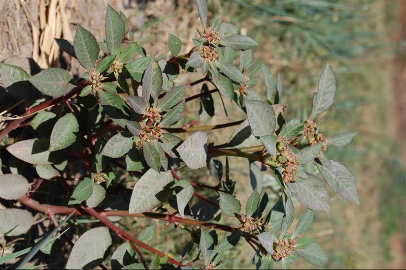 Euphorbia heterophylla (7)_resized.JPG