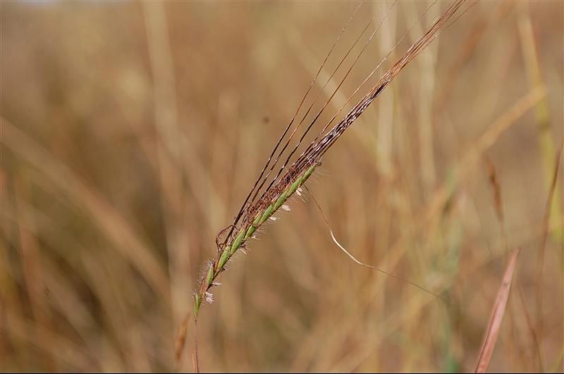 Heteropogon contortus (4)_resized.JPG