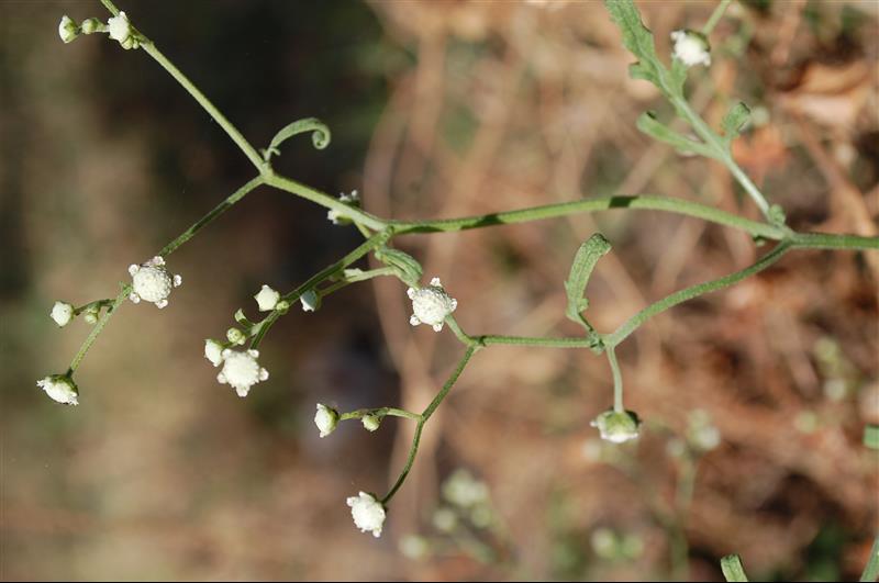 Parthenium hysterophorus (2)_resized.JPG