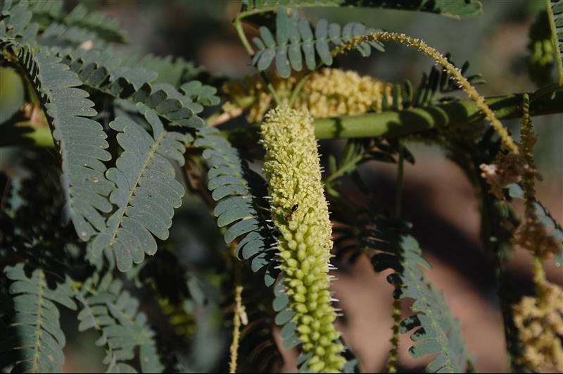 Prosopis juliflora (7)_resized.JPG