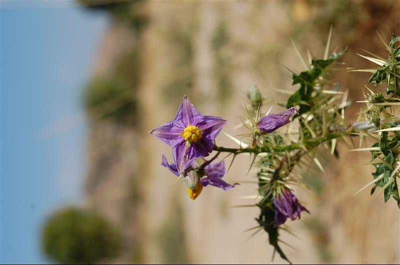 Solanum surattense (21)_resized.JPG