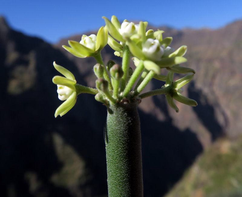 Asclepiadacées - Sarcostemma daltonii - Cap Vert-Santo Antâo red 2.jpg