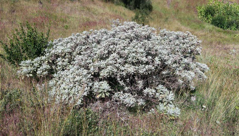 Asteracées - Artemisia gorgonum - Cap Vert-Santo Antâo red 1.jpg