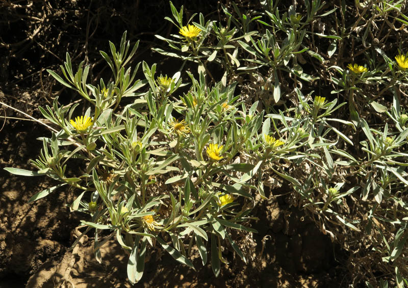 Asteracées - Nauplius daltonii - Cap Vert-Santo Antâo red 1.jpg