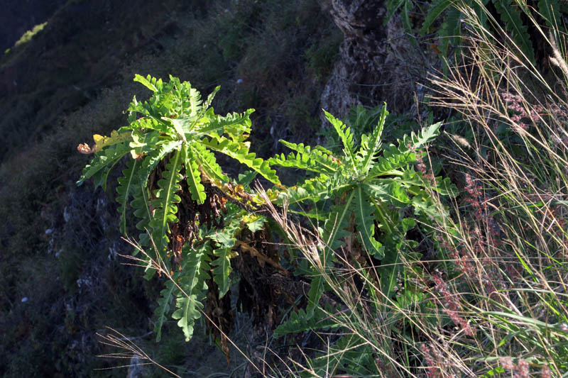 Asteracées - Sonchus daltonii - Cap Vert-Santo Antâo red.jpg