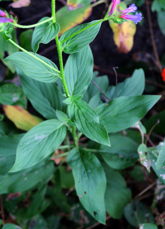 Boraginacées - Echium stenosiphon (Vipérine langue de vache) - Cap Vert-Santo Antâo red 1.jpg