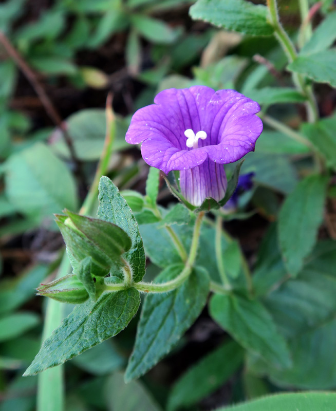 Campanulacées - Campanula jacobea - Cap Vert-Santo Antâo red 2.jpg