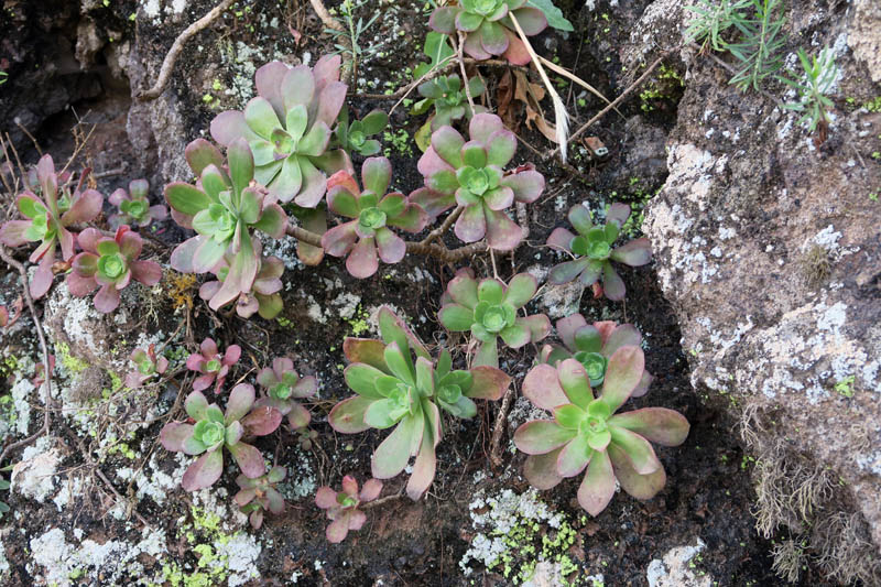 Crassulacées - aeonium gorgoneum - Cap Vert-Santo Antâo red 2.jpg