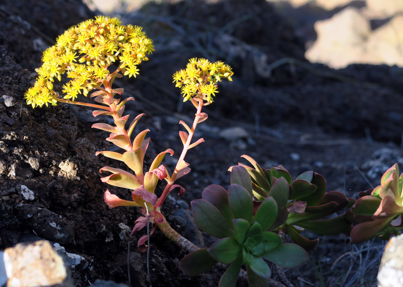 Crassulacées - aeonium gorgoneum - Cap Vert-Santo Antâo red 4.jpg