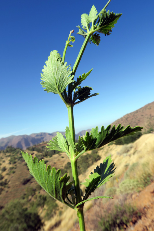 Lamiacées - Lavandula rotundifolia - Cap Vert-Santo Antâo red 2.jpg