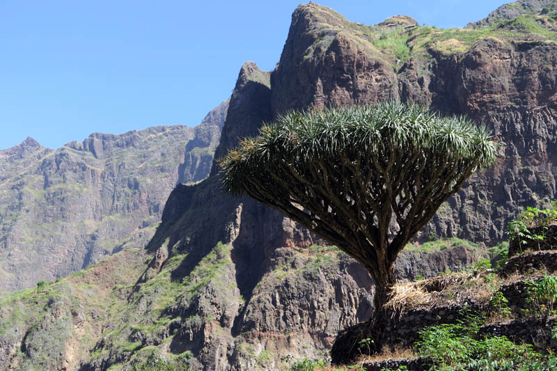 Liliacées - Dracaena draco (Dragonnier des Canaries) - Cap Vert-Santo Antâo red 2.jpg