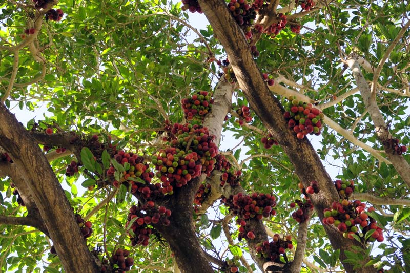 Moracées - Ficus sycomorus gnaphalocarpa (Figuier Sycomore) - Cap Vert-Santo Antâo red 1.jpg