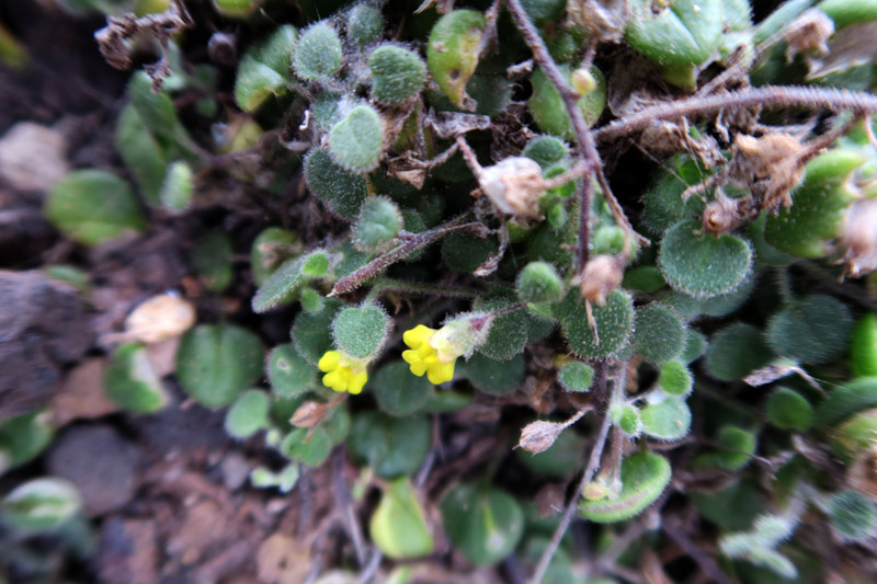 Plantaginacées - Kickxia webbiana - Cap Vert-Santo Antâo red.jpg