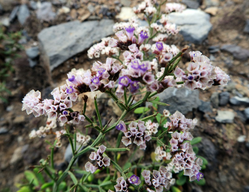 Plumbaginacées - Limonium braunii - Cap Vert-Santo Antâo red 2.jpg