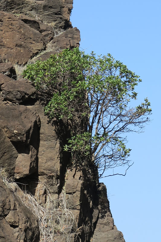 Sapotacées - Sideroxylon marginata - Cap Vert-Santo Antâo red.jpg