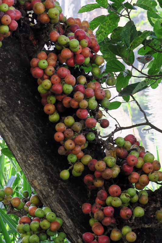 Moracées - Ficus sycomorus gnaphalocarpa (Figuier Sycomore) - Cap Vert-Santo Antâo red 4.jpg