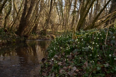 Leucojum vernum L. (5).JPG